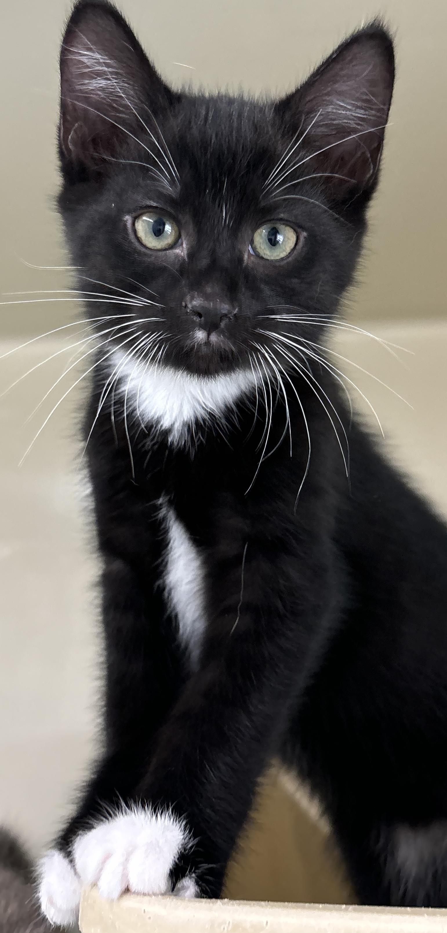 Kitten 1, adopted, Kitten Female Domestic Short Hair.