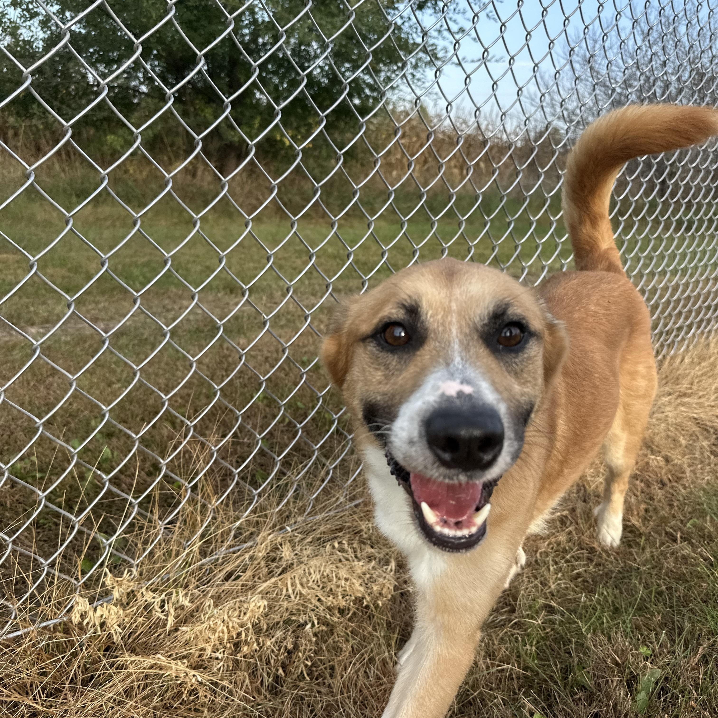 Don Julio, Adoptable, Adult Male Shepherd.