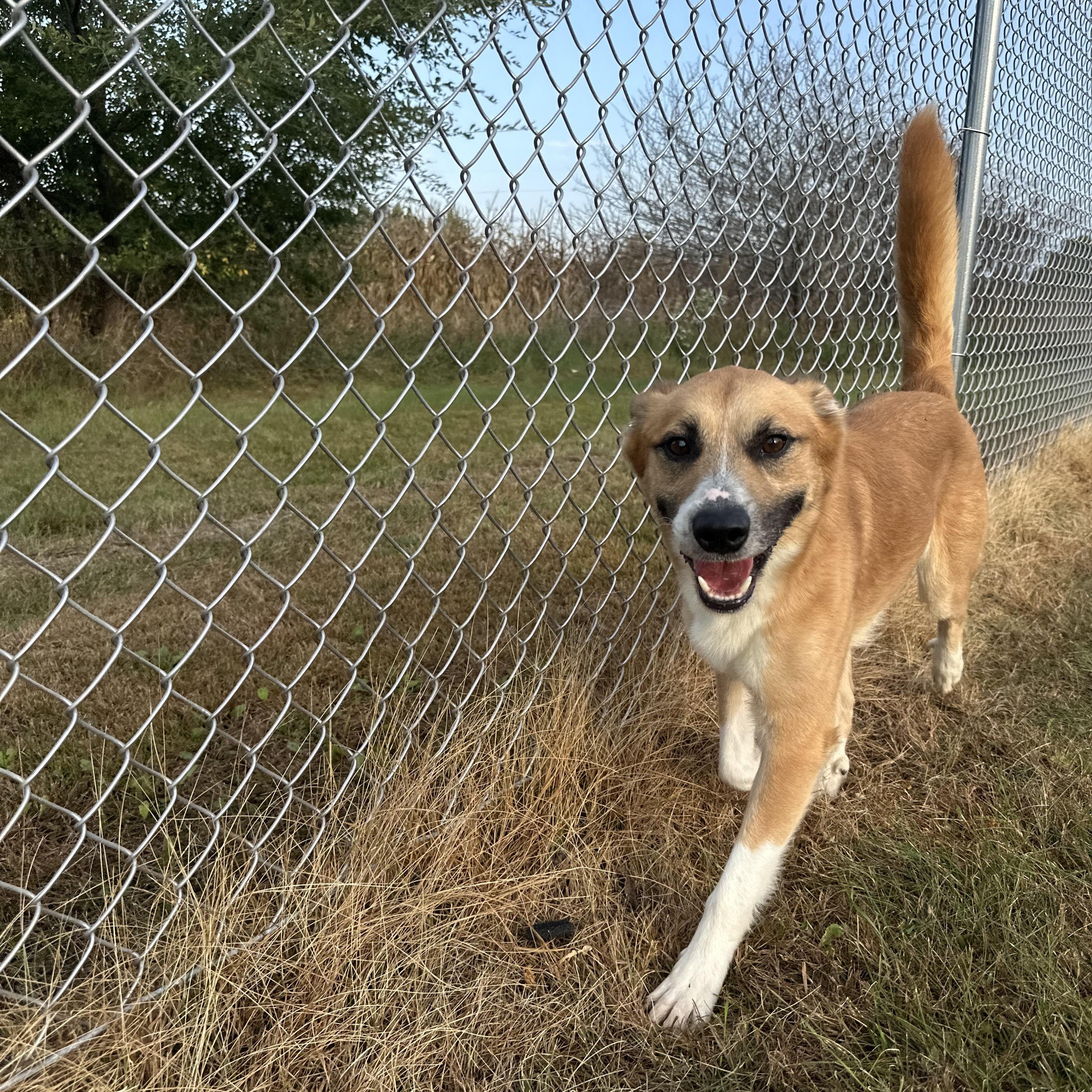 Enlarge Don Julio, a Adoptable mixed breed in Chippewa Falls, WI image 2/4