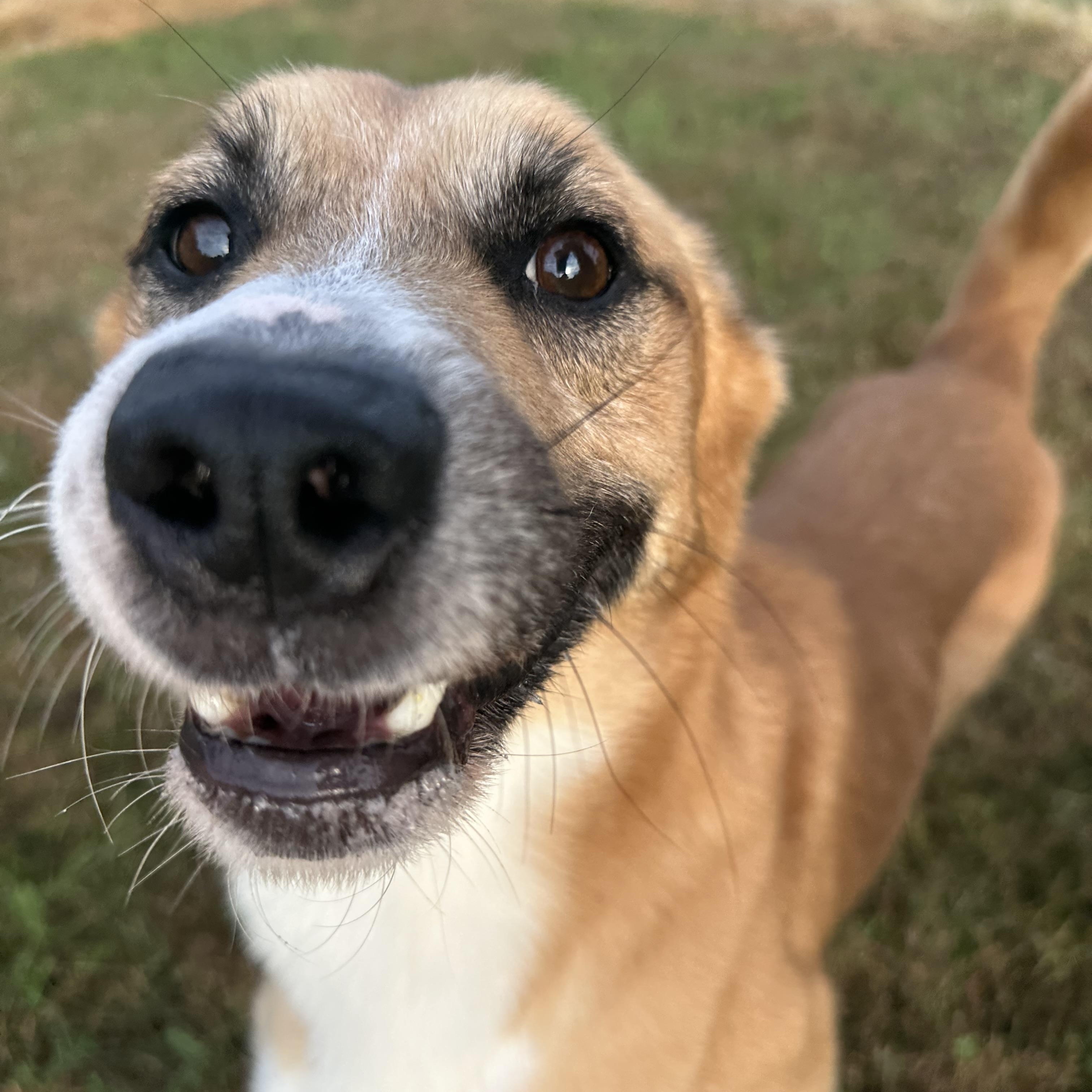 Enlarge Don Julio, a Adoptable mixed breed in Chippewa Falls, WI image 3/4