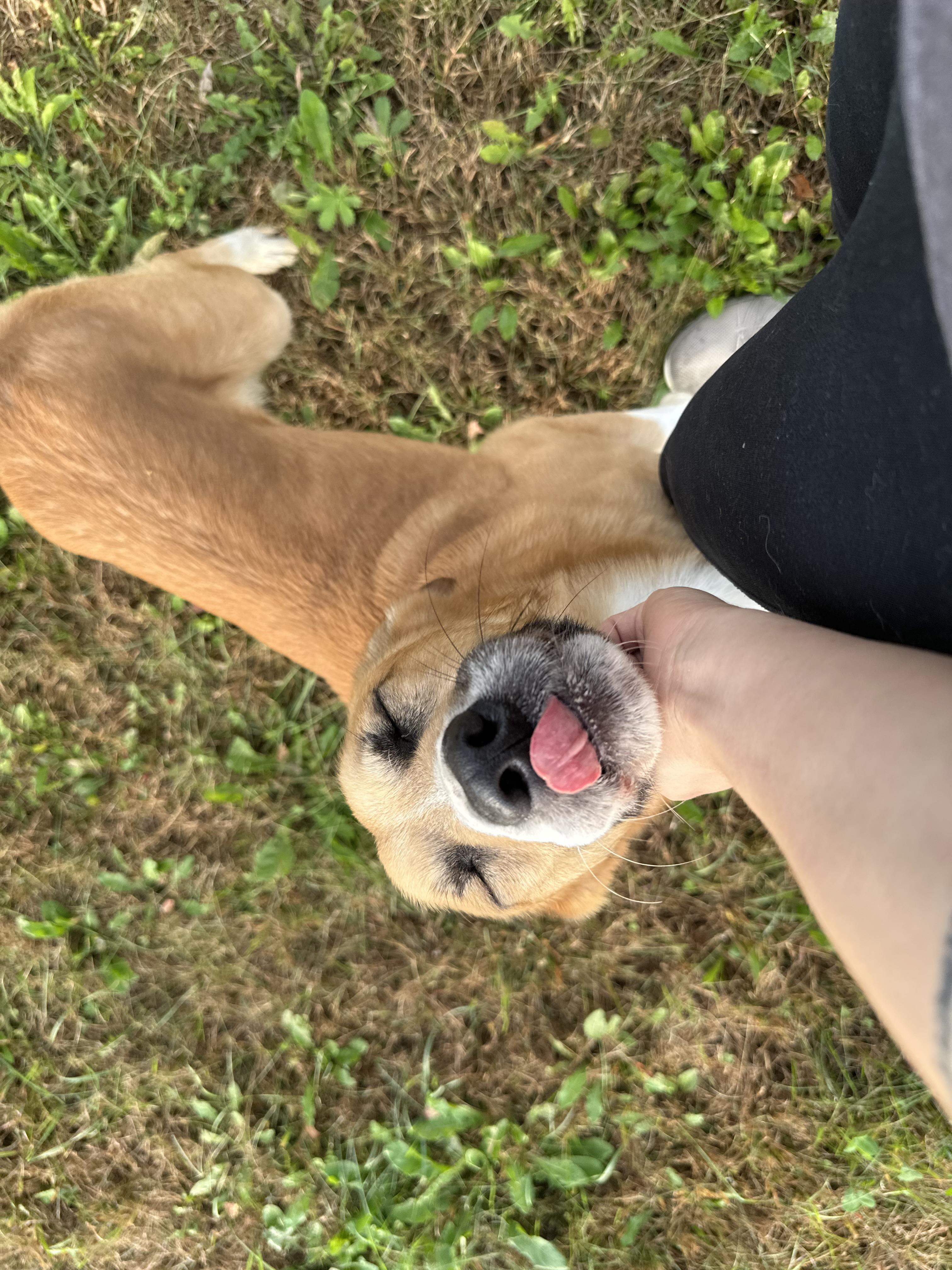 Enlarge Don Julio, a Adoptable mixed breed in Chippewa Falls, WI image 4/4