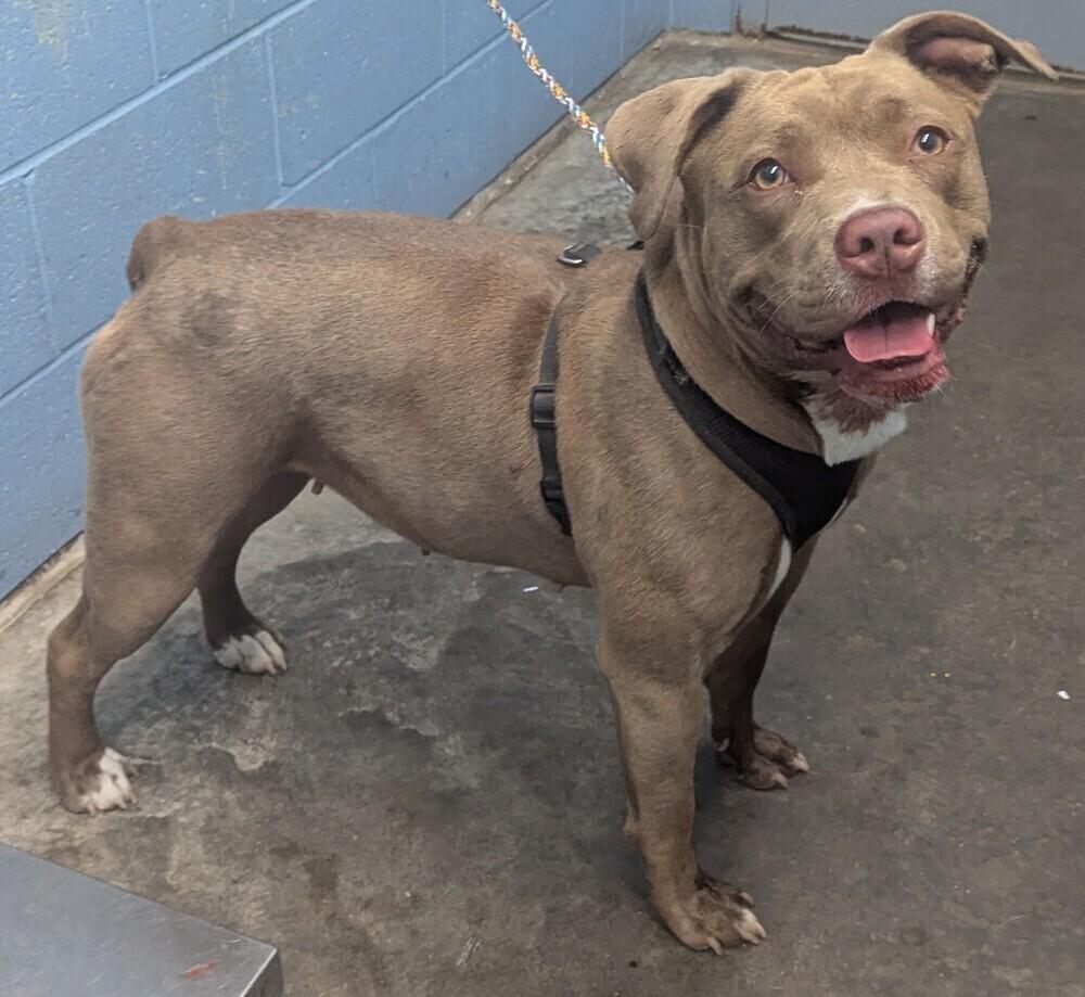 Oakley "Snickers", Adopted, Adult Female Pit Bull Terrier.
