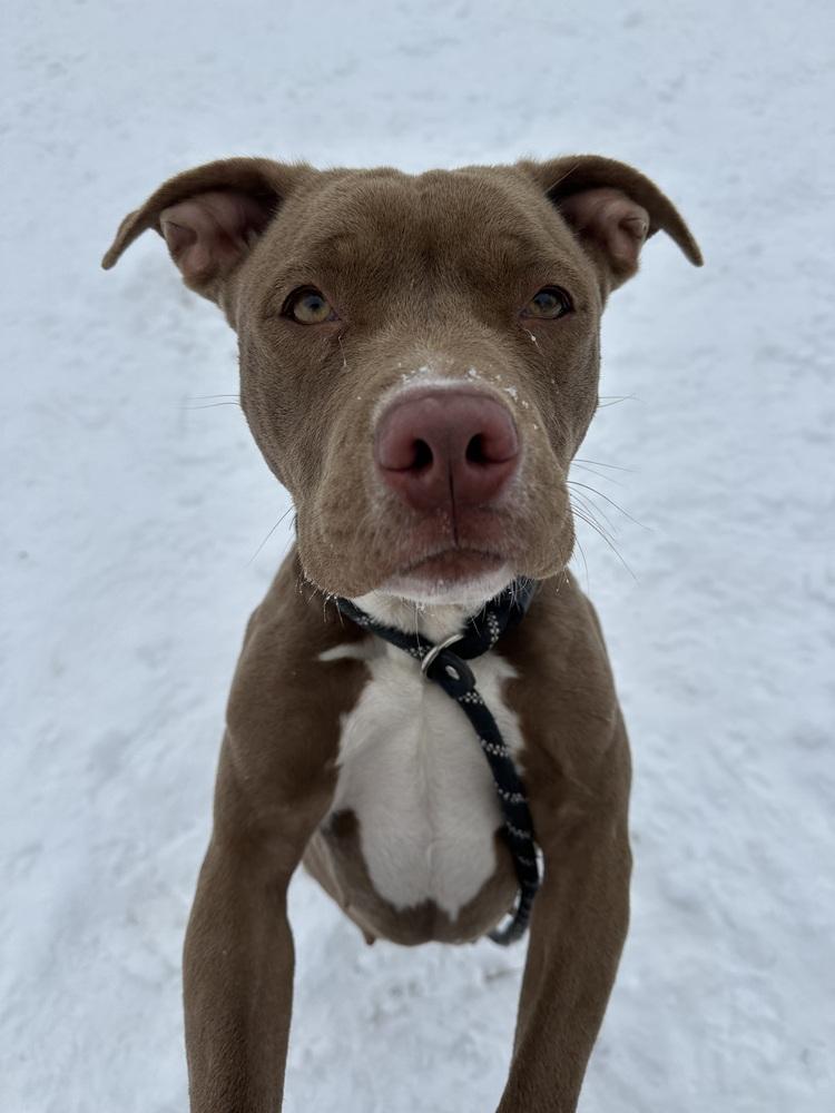 Oakley "Snickers", a Adopted Pit Bull Terrier in Evansville, IN image 2/5