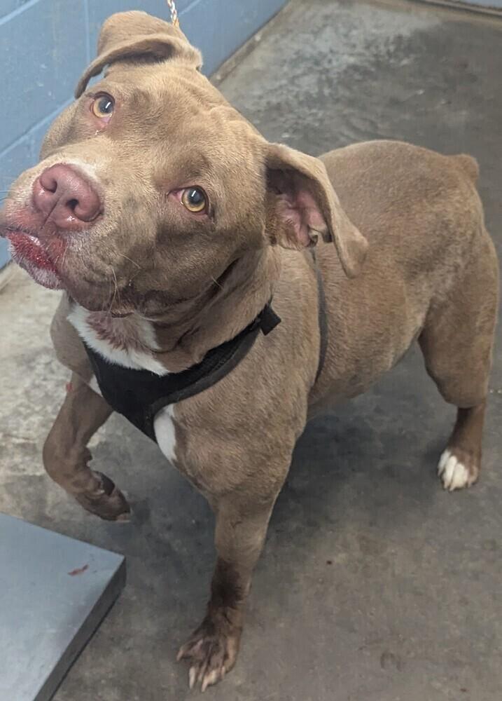 Oakley "Snickers", a Adopted Pit Bull Terrier in Evansville, IN image 3/5