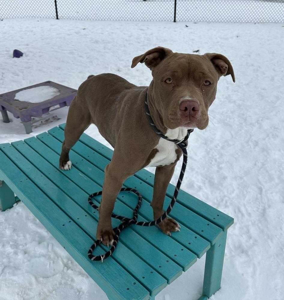 Oakley "Snickers", a Adopted Pit Bull Terrier in Evansville, IN image 4/5
