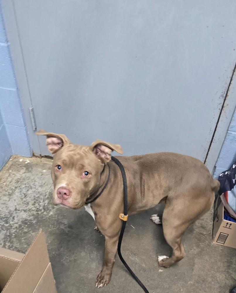 Oakley "Snickers", a Adopted Pit Bull Terrier in Evansville, IN image 5/5