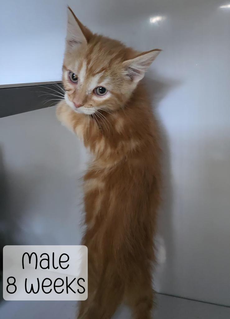 Enlarge Tang, a Adoptable mixed breed in Holbrook, AZ image 1/1
