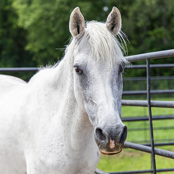 Delilah, Adoptable, Senior Female Arabian.