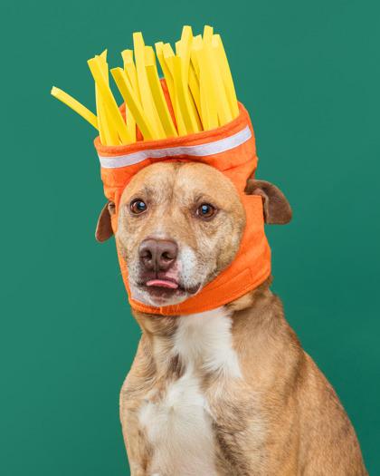 Enlarge Coco, a Adoptable mixed breed in Mount Holly, NJ image 1/3