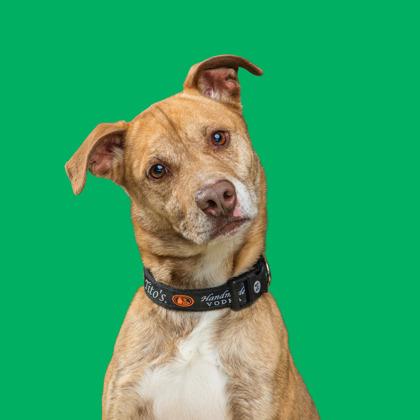 Enlarge Coco, a Adoptable mixed breed in Mount Holly, NJ image 2/3