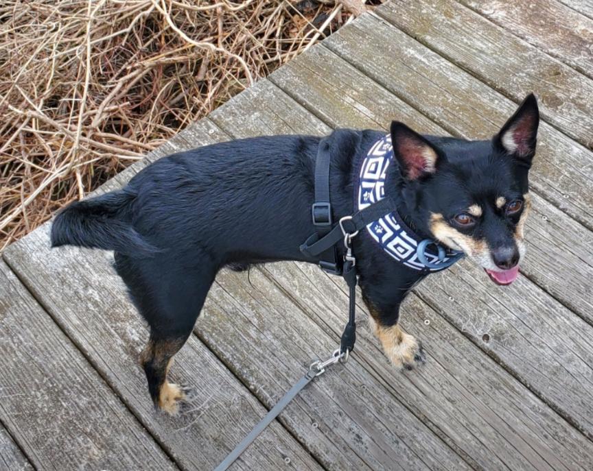 Solomon, a Adoptable mixed breed in Westminster, MD image 1/3