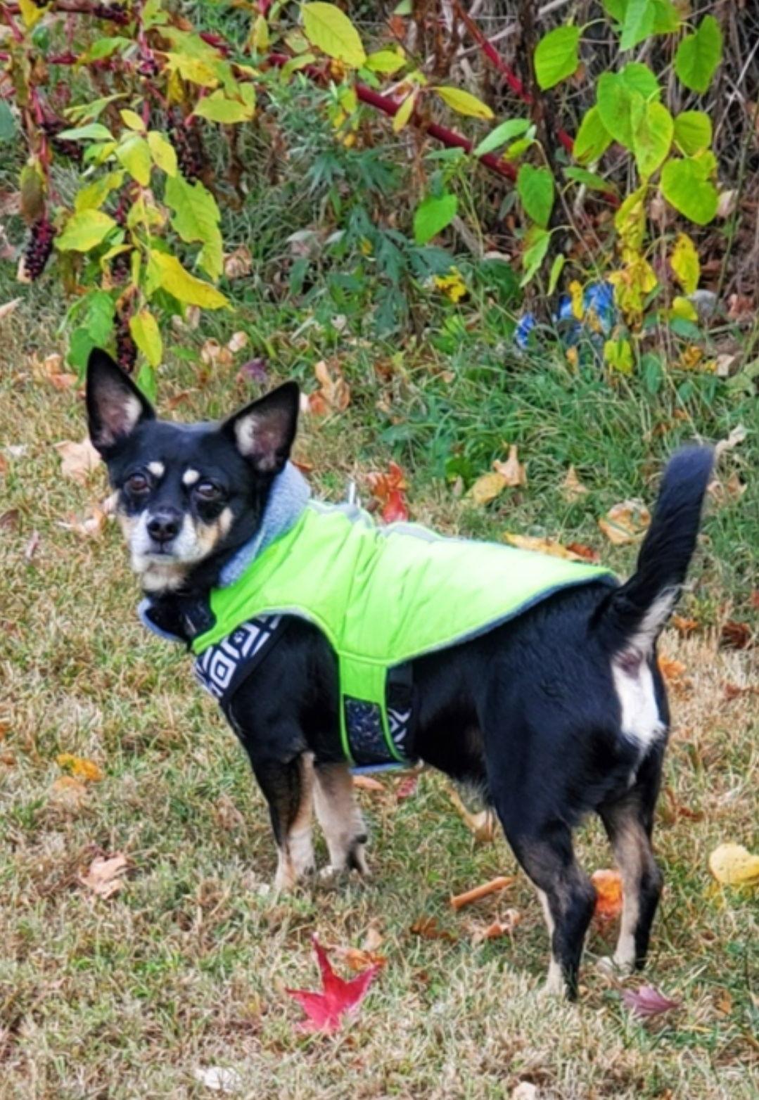 Solomon, a Adoptable mixed breed in Westminster, MD image 2/3