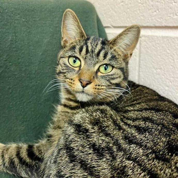 Olive, Adoptable, Young Female Domestic Short Hair.