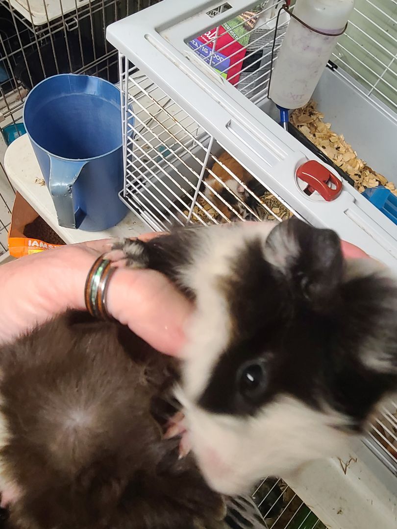 Male Baby Guinea Pigs 