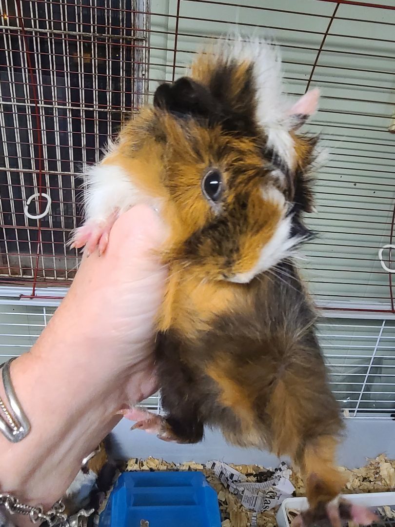 Male Baby Guinea Pigs 