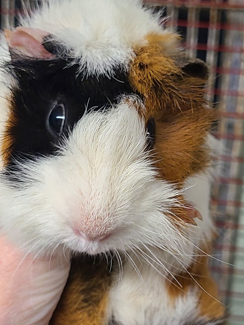 Male Baby Guinea Pigs 