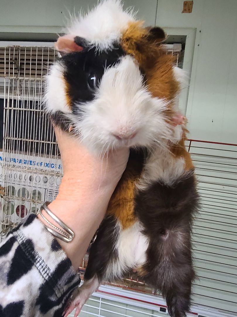 Male Baby Guinea Pigs 