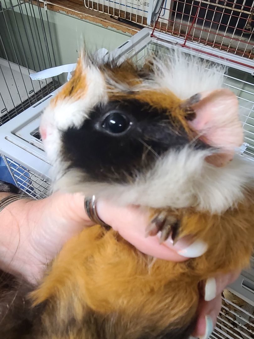 Male Baby Guinea Pigs 