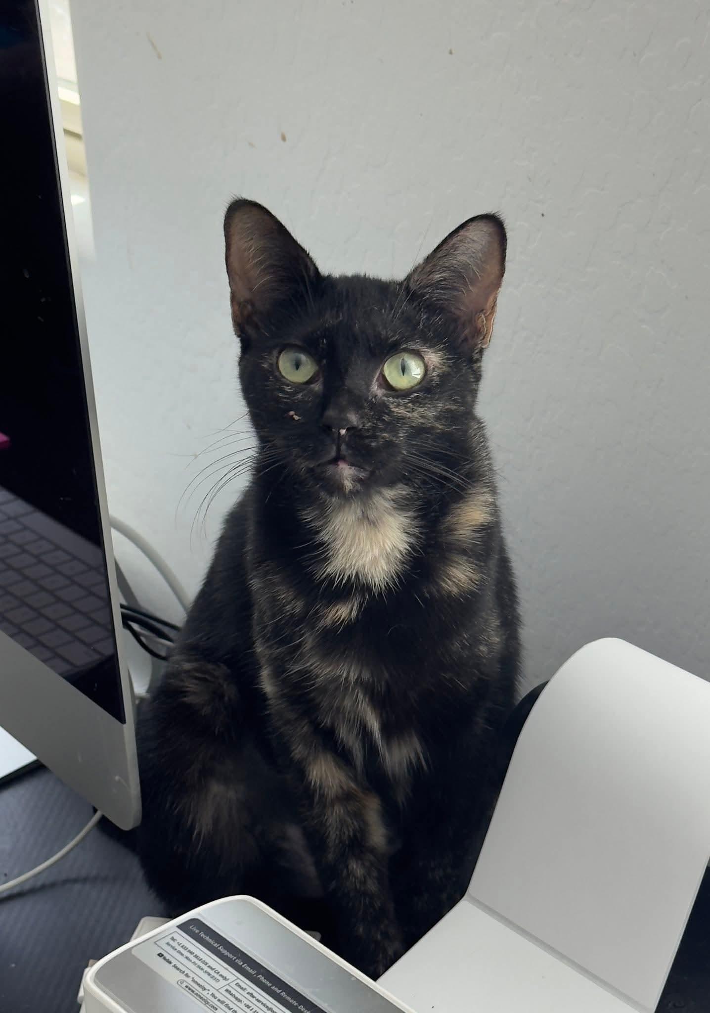 Cinder, Young Female Domestic Short Hair