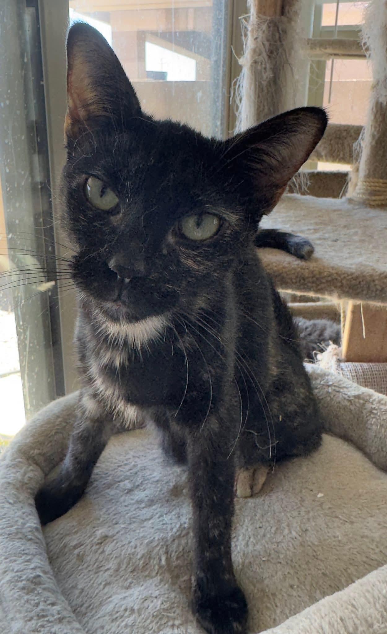 Cinder, a Adoptable mixed breed in Youngtown, AZ image 2/3