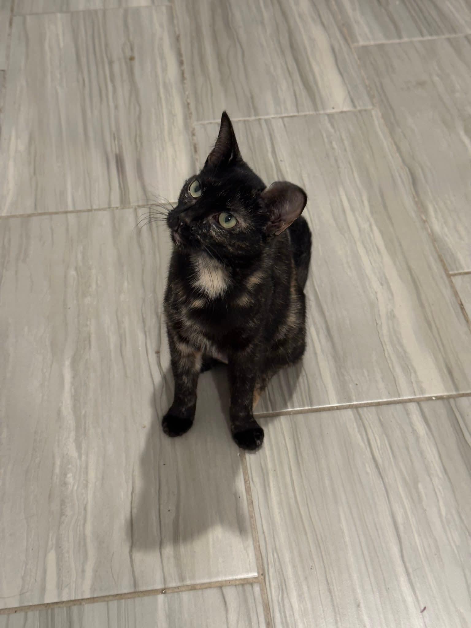 Cinder, a Adoptable mixed breed in Youngtown, AZ image 3/3