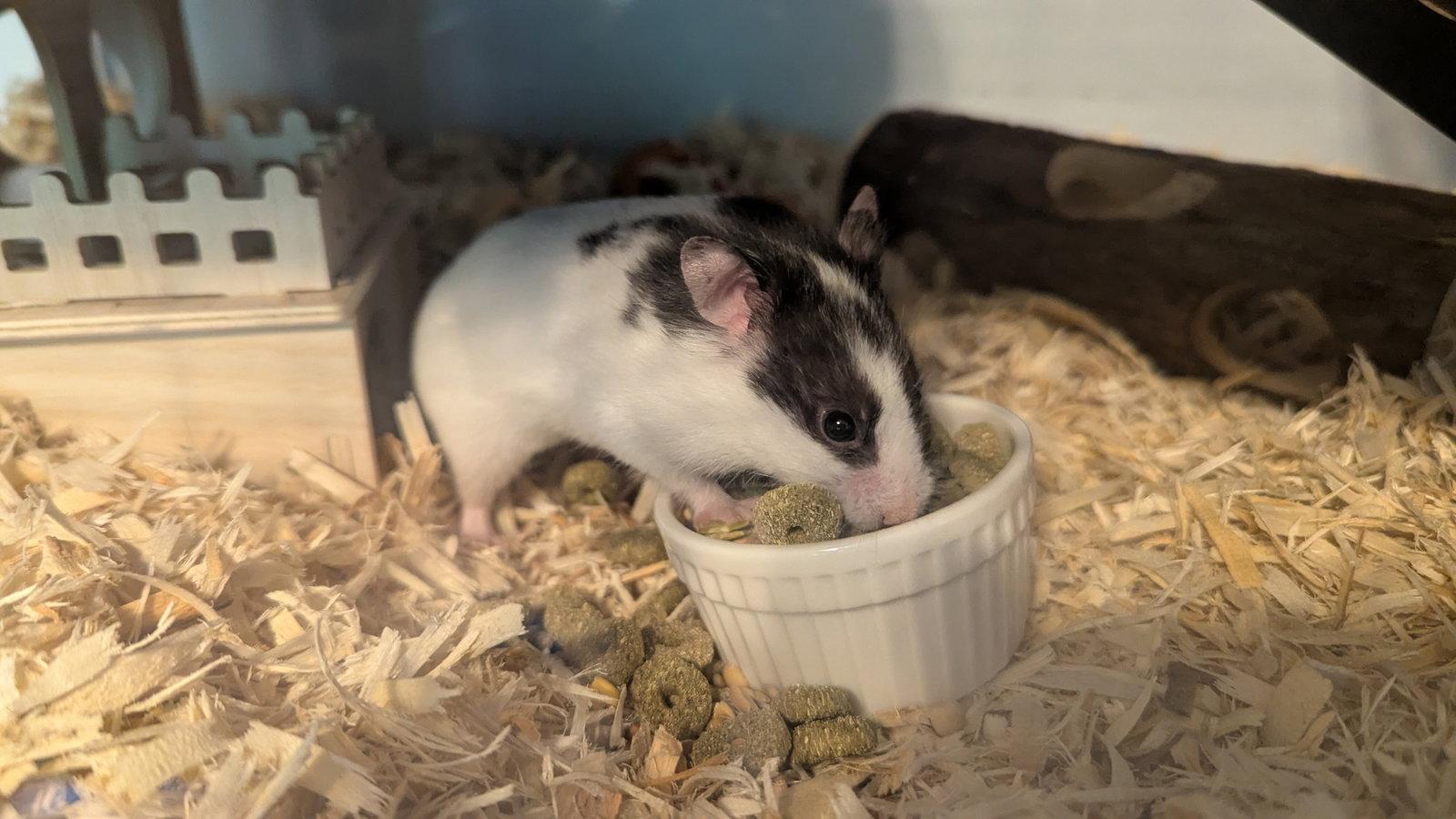 Enlarge Missy, a Adoptable Hamster in hinckley, IL image 1/3