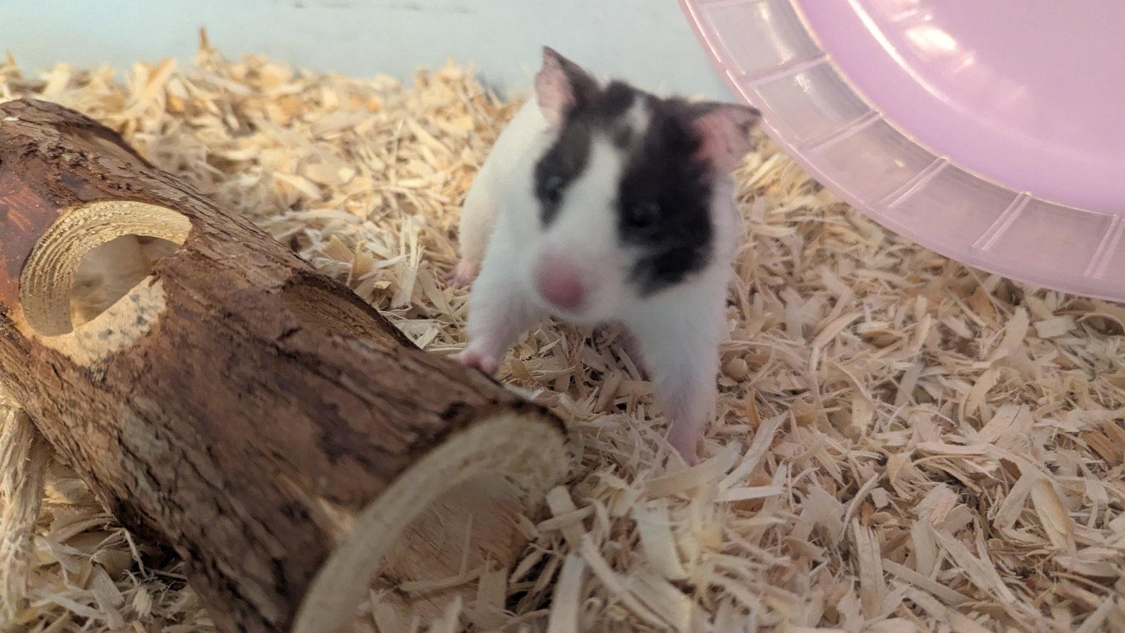 Enlarge Missy, a Adoptable Hamster in hinckley, IL image 2/3
