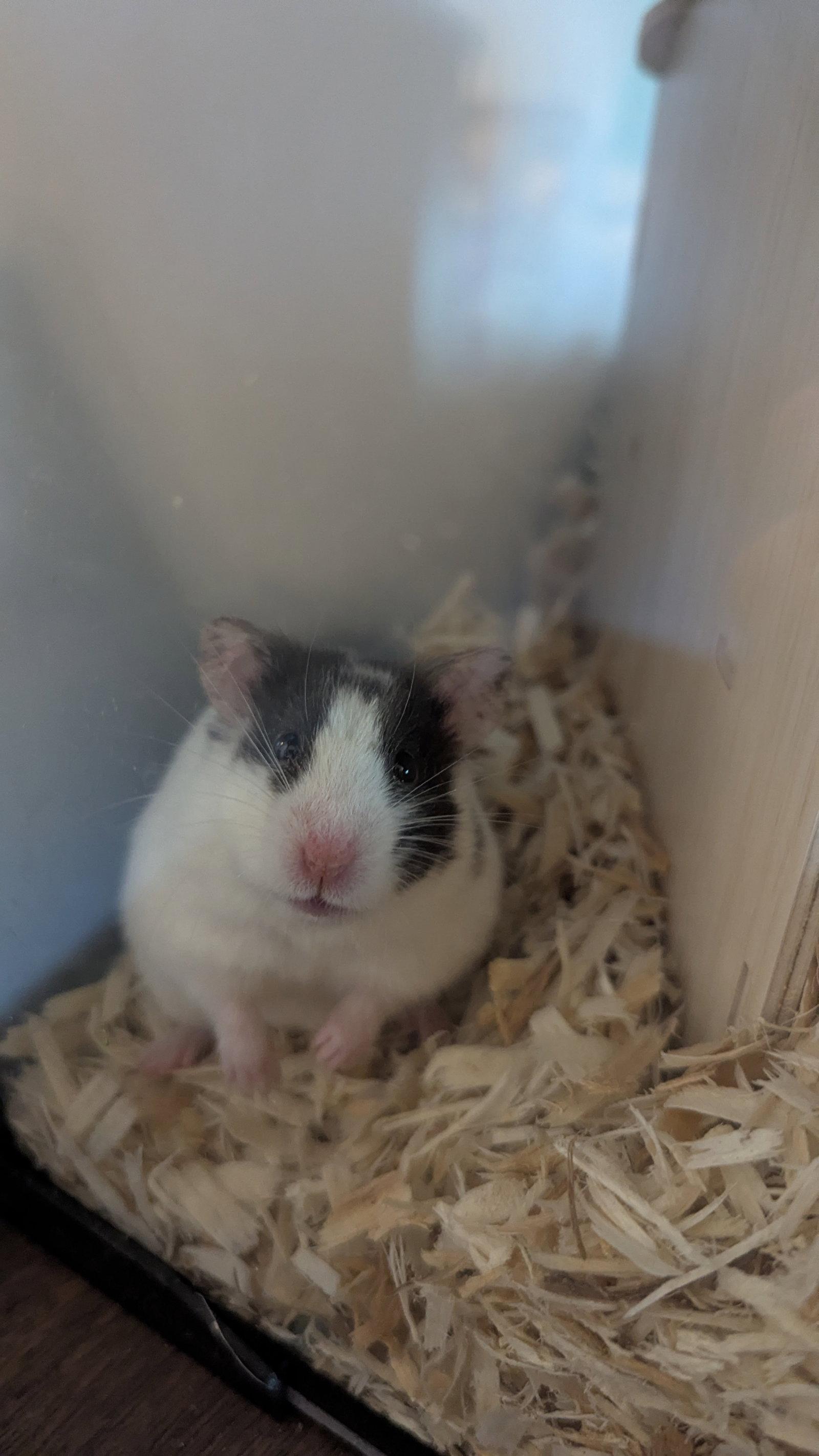 Enlarge Missy, a Adoptable Hamster in hinckley, IL image 3/3