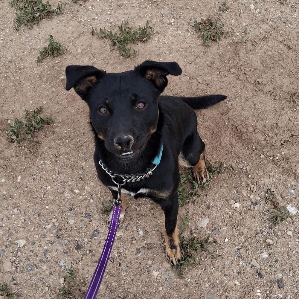 Enlarge Mable, a Adoptable mixed breed in Mountainair, NM image 1/1