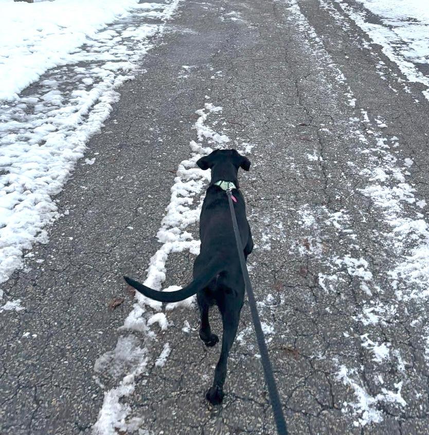 Enlarge Muffin, a ADOPTABLE mixed breed in Brooklyn, NY image 4/6