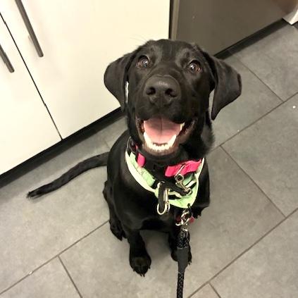 Enlarge Muffin, a ADOPTABLE mixed breed in Brooklyn, NY image 1/6