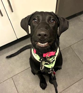 Enlarge Muffin, a ADOPTABLE mixed breed in Brooklyn, NY image 6/6