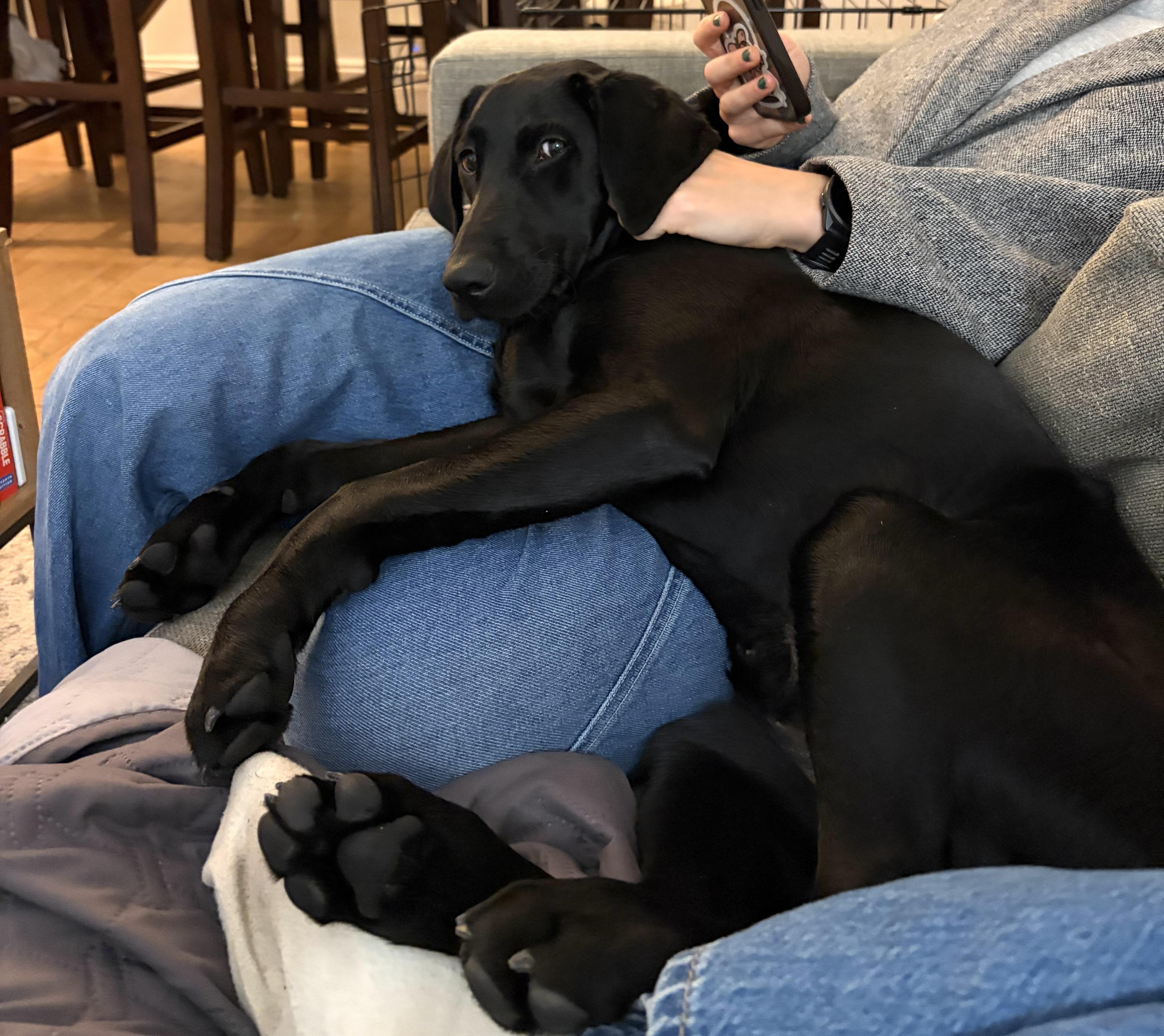 Enlarge Muffin, a ADOPTABLE mixed breed in Brooklyn, NY image 2/6