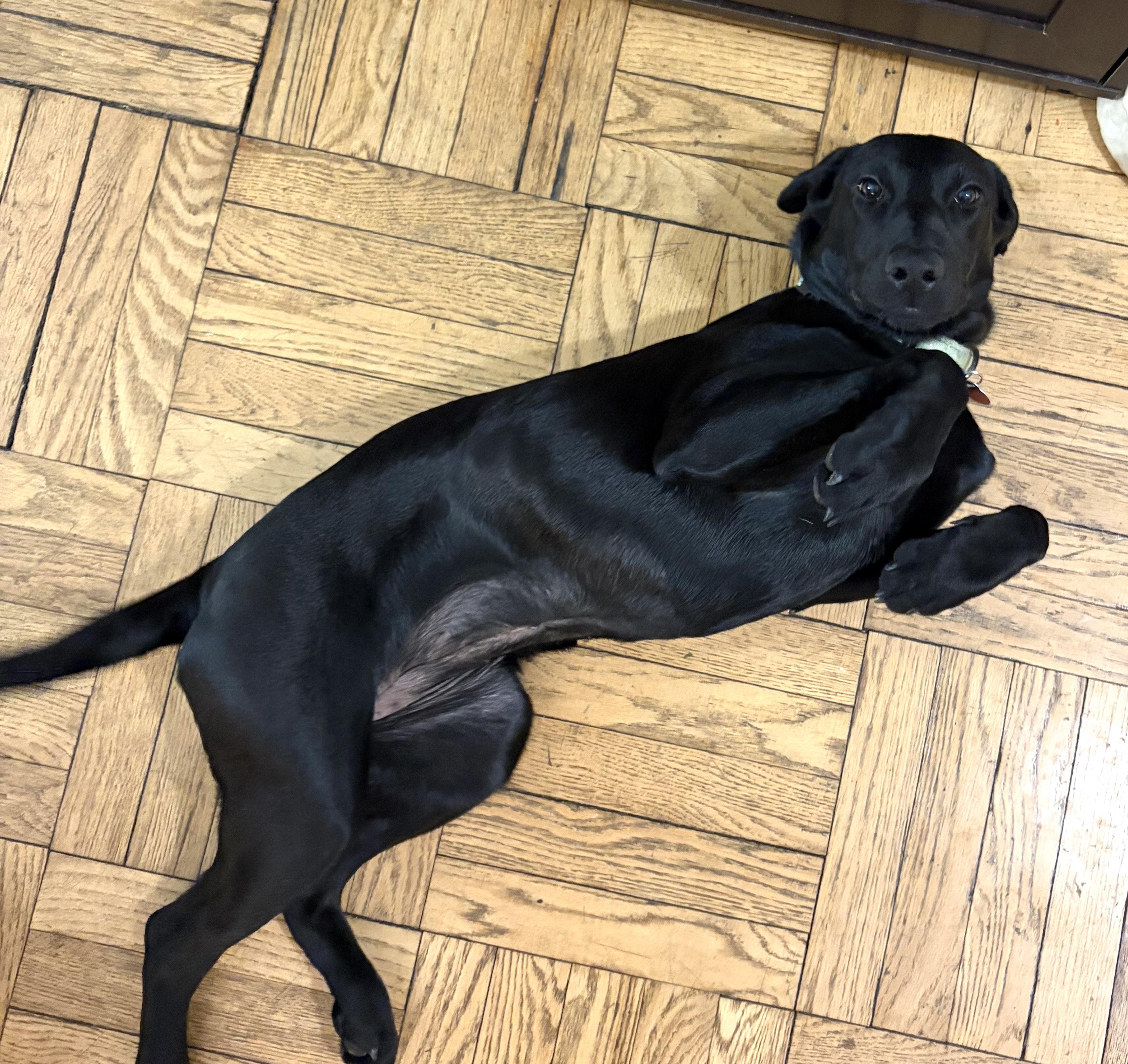 Enlarge Muffin, a ADOPTABLE mixed breed in Brooklyn, NY image 5/6