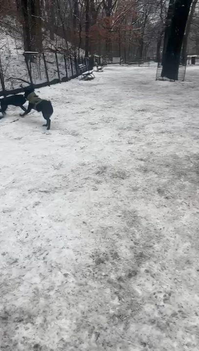 Enlarge Muffin, a ADOPTABLE mixed breed in Brooklyn, NY video 3/6