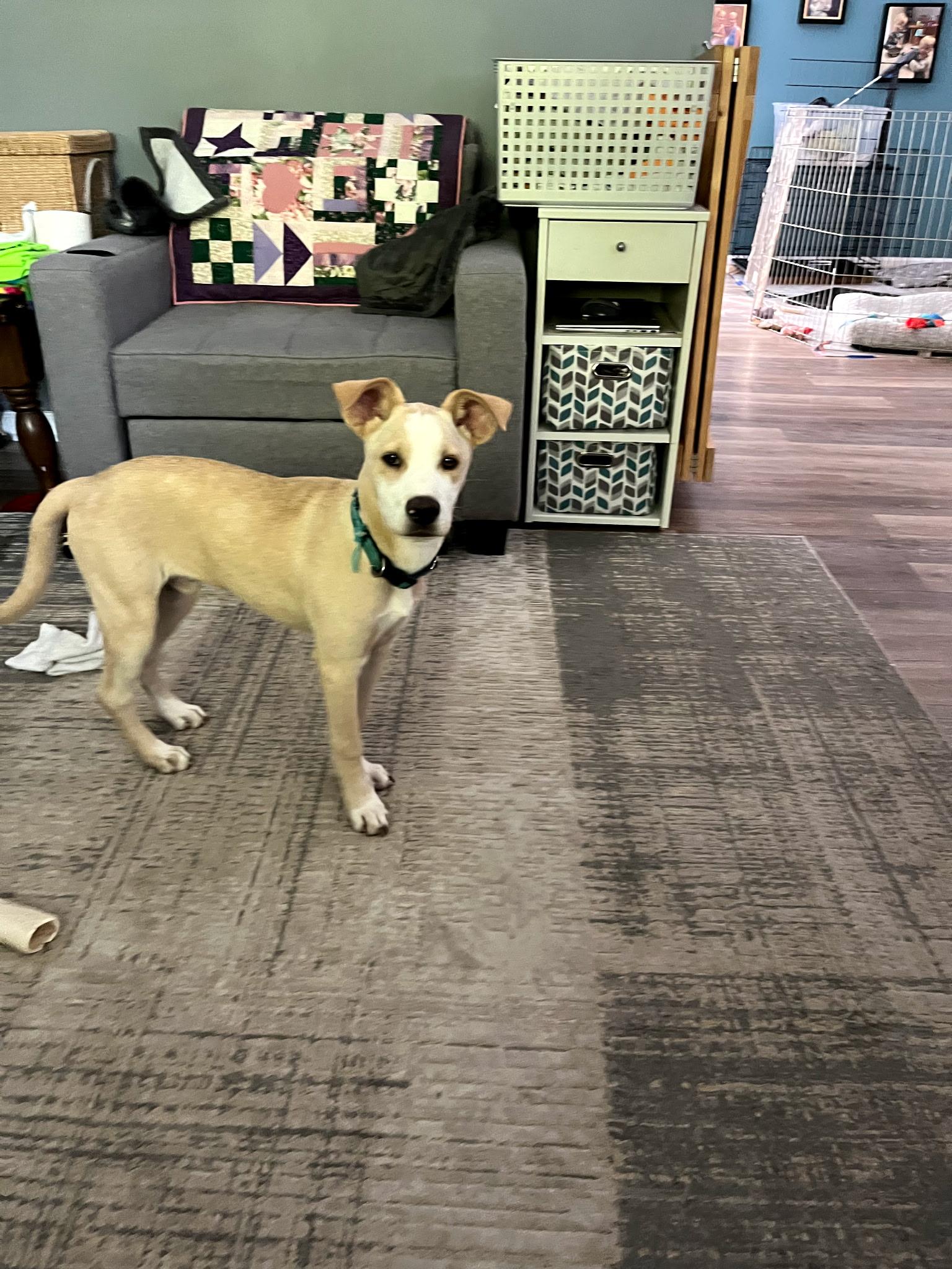 Andy, Adoptable, Puppy Male Husky & Yellow Labrador Retriever.