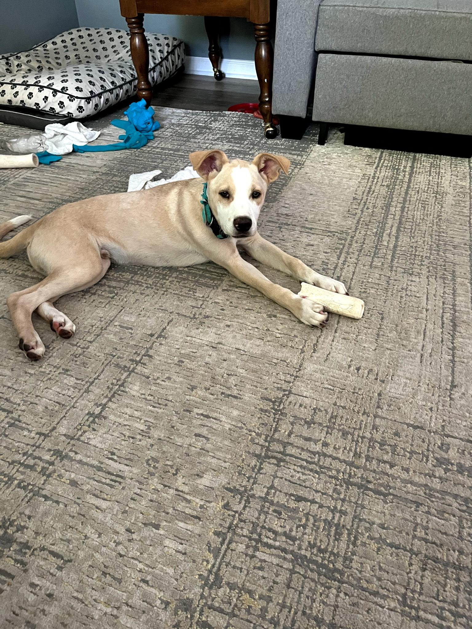 Enlarge Andy, a Adoptable mixed breed in Crystal Lake, IL image 3/6