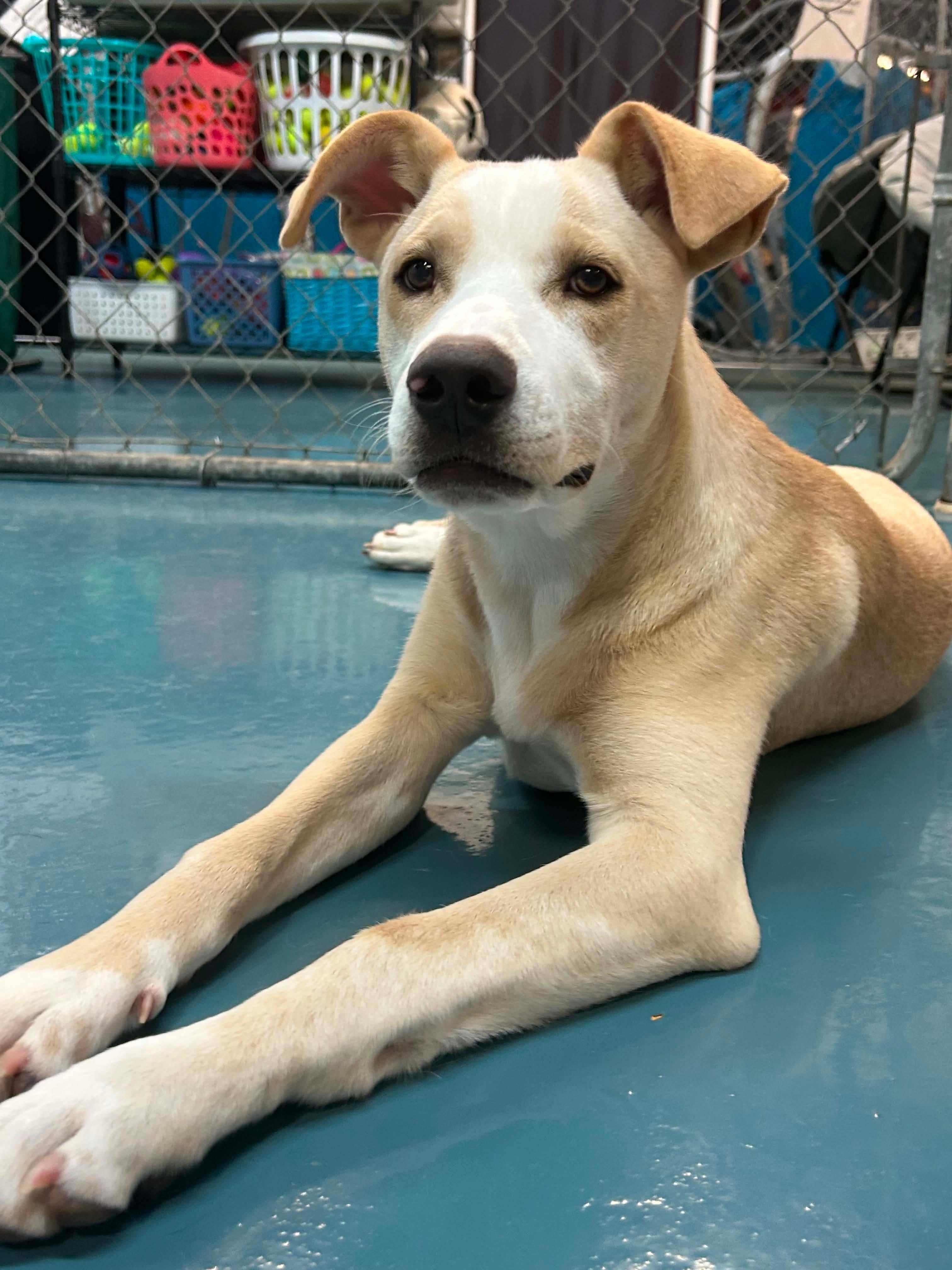 Enlarge Andy, a Adoptable mixed breed in Crystal Lake, IL image 4/6