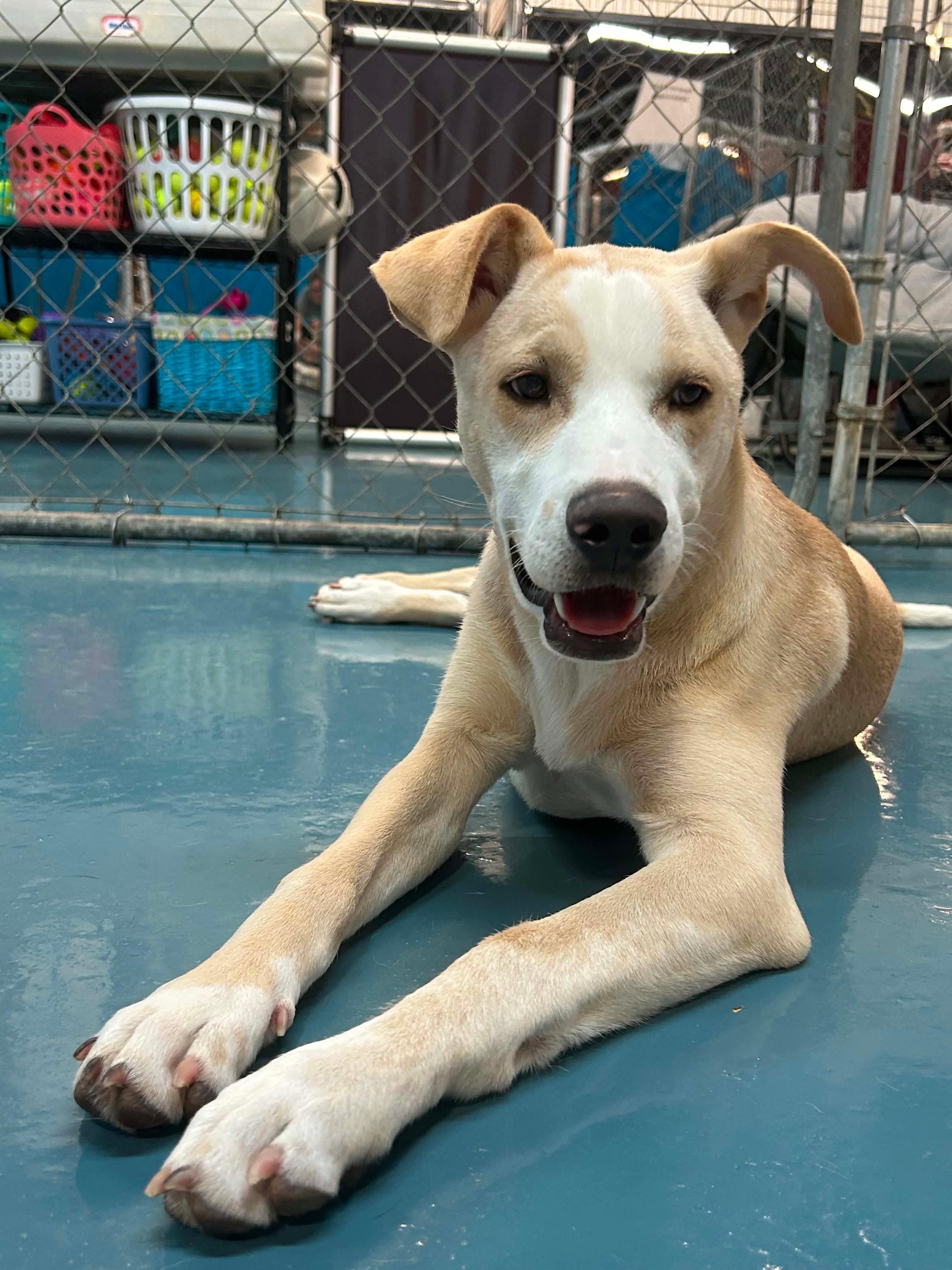 Enlarge Andy, a Adoptable mixed breed in Crystal Lake, IL image 5/6