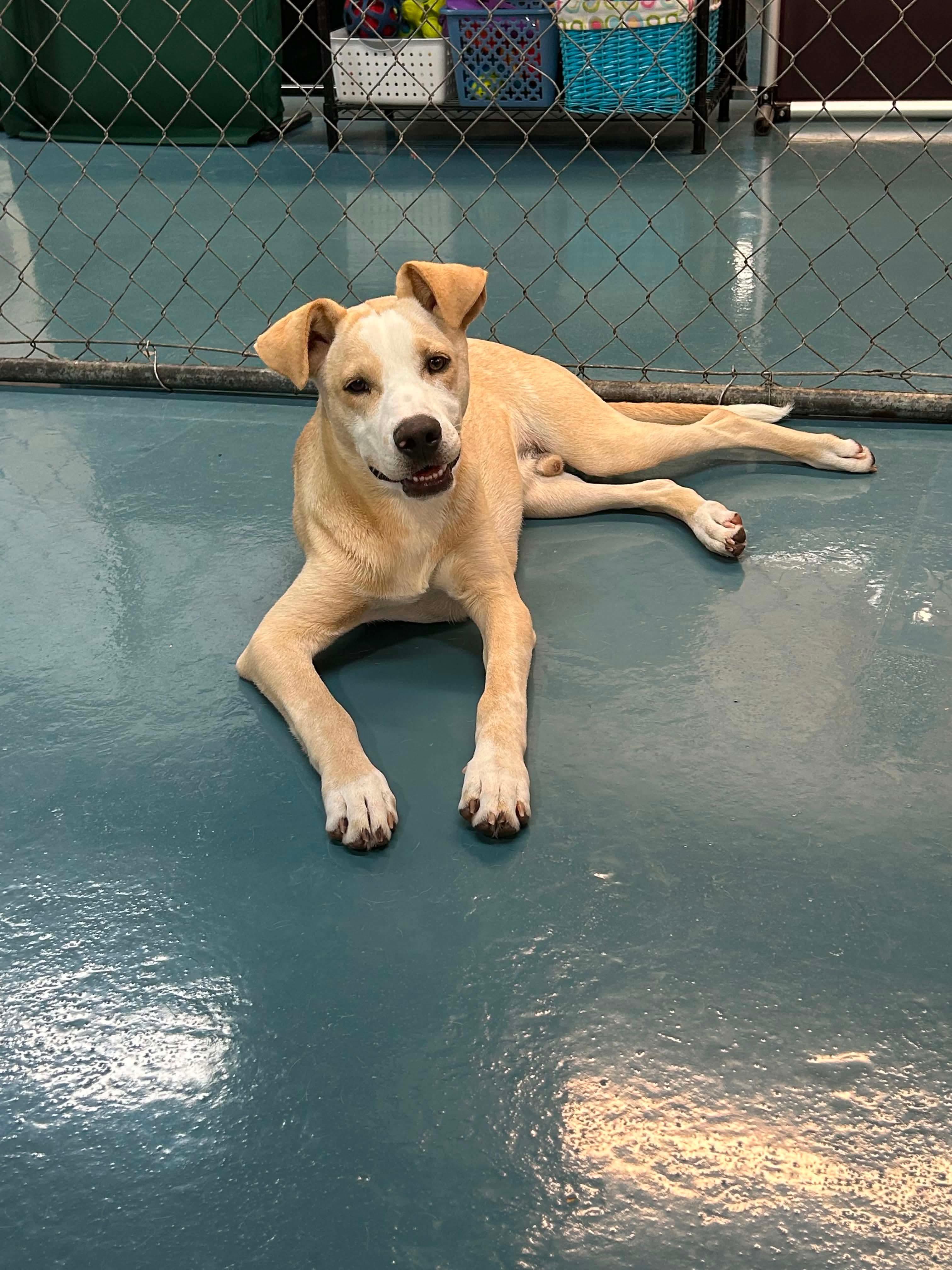 Enlarge Andy, a Adoptable mixed breed in Crystal Lake, IL image 6/6