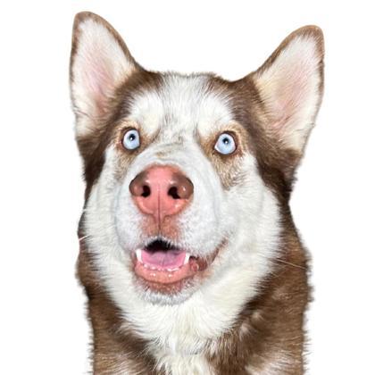 Enlarge Sundance, a Adoptable mixed breed in Reno, NV image 1/1