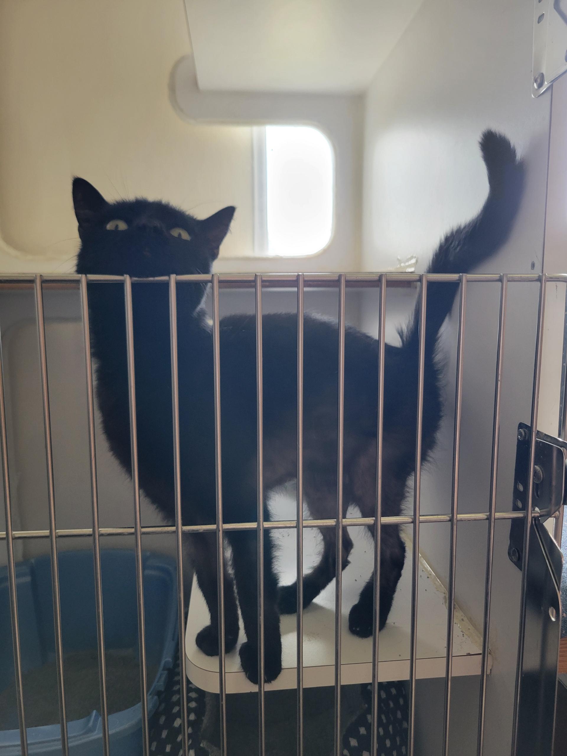 Enlarge Tabatha, a Adoptable Domestic Short Hair in Port Angeles, WA image 2/2