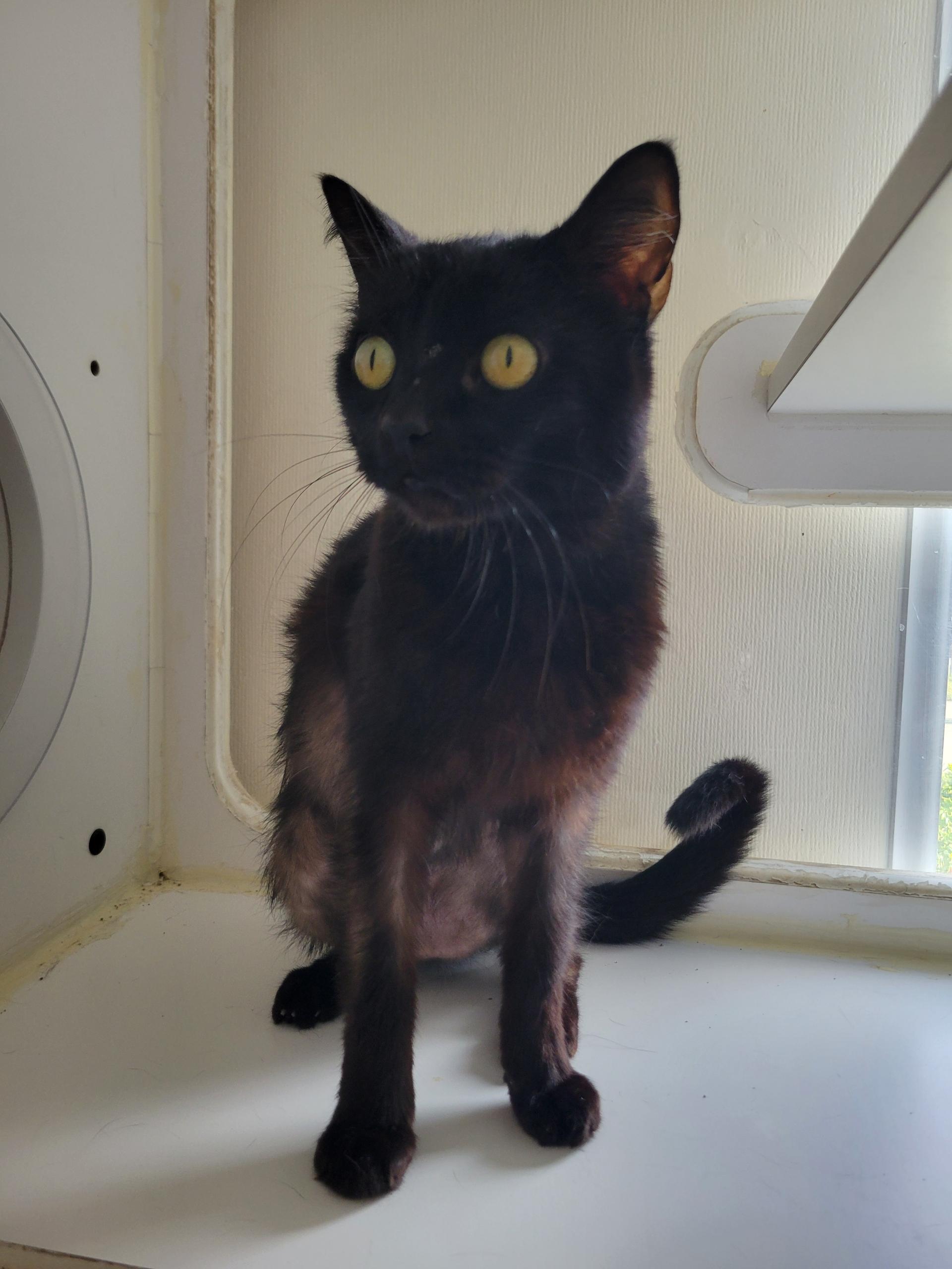 Tabatha, Adoptable, Adult Female Domestic Short Hair.