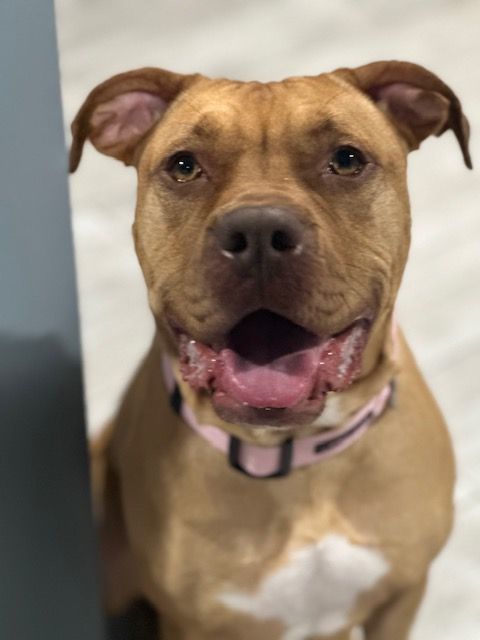 Ginger, Adopted, Young Female Pit Bull Terrier & Boxer.