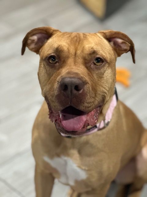 Enlarge Ginger, a Adopted mixed breed in Lyndhurst, NJ image 3/3