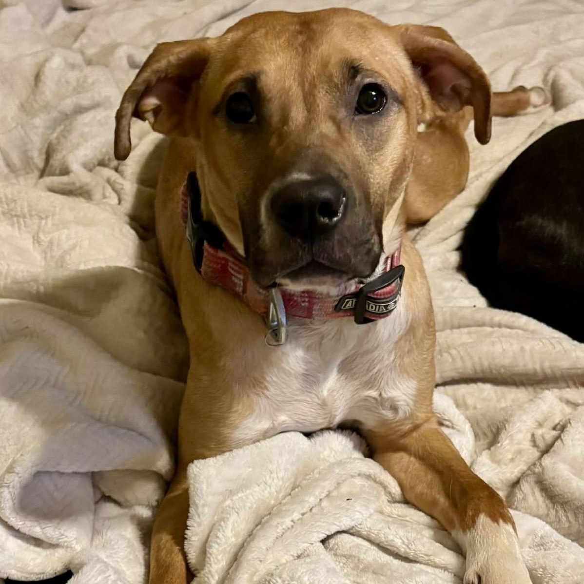 Bailey , ADOPTABLE, Young Female Pit Bull Terrier & Mixed Breed.