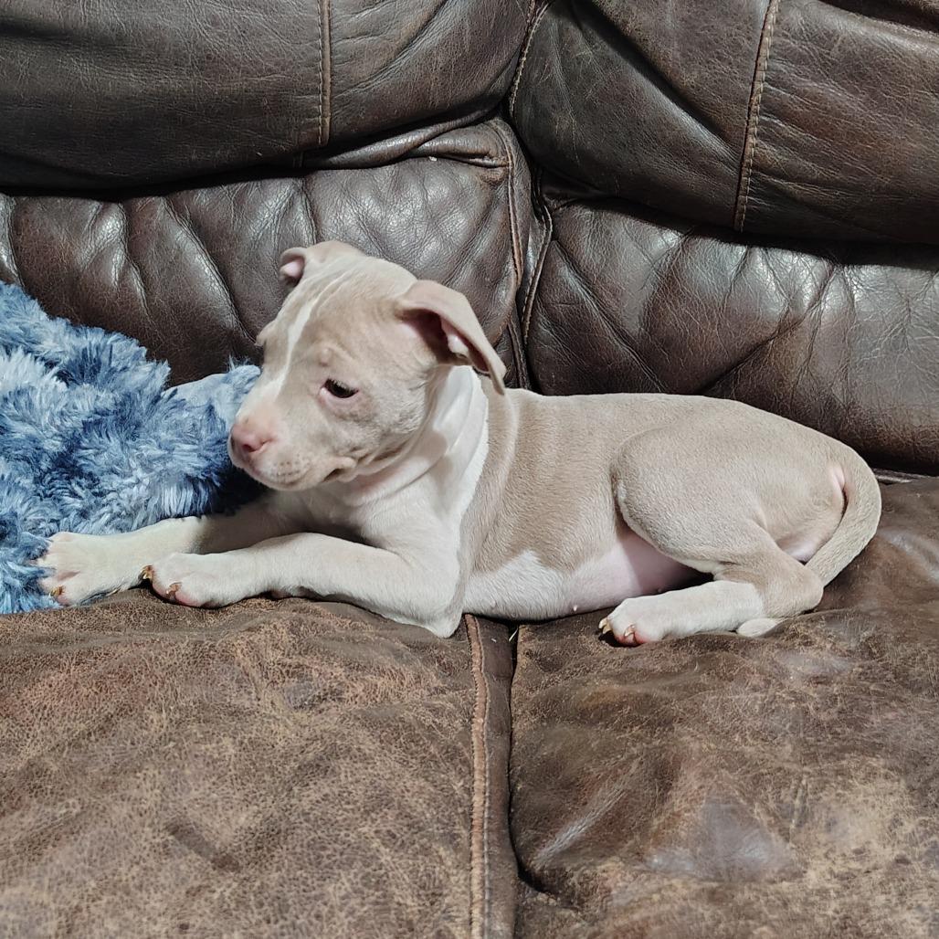 Enlarge Trillian, an adopted mixed breed in Wilmington, NC image 2/5