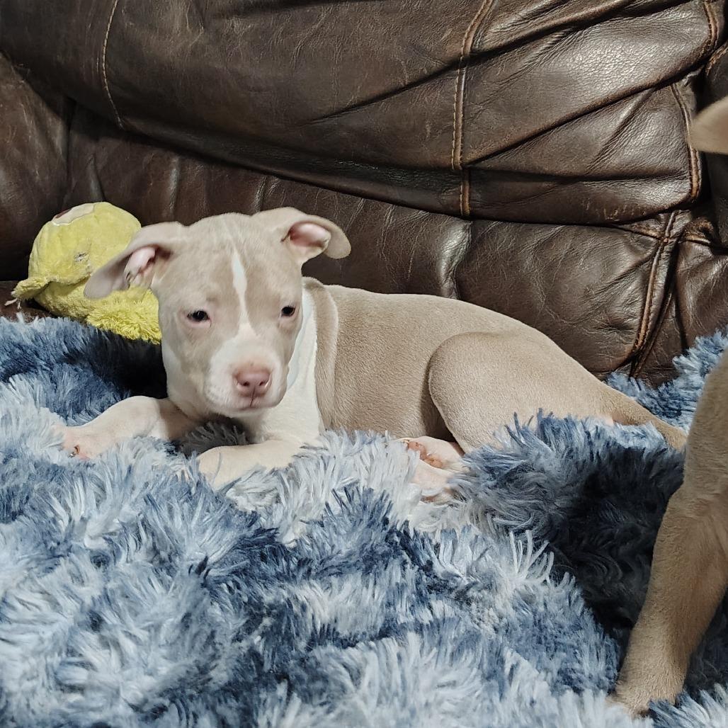 Enlarge Trillian, an adopted mixed breed in Wilmington, NC image 5/5