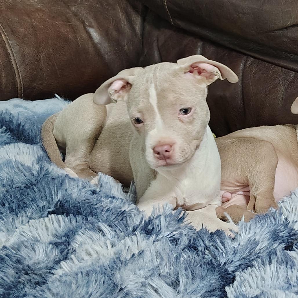 Trillian, adopted, Puppy Female Pit Bull Terrier.