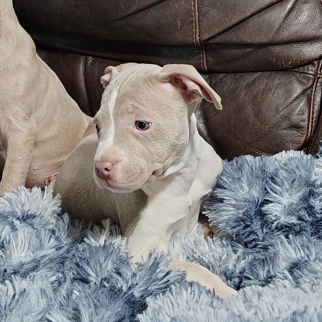 Enlarge Trillian, an adopted mixed breed in Wilmington, NC image 3/5